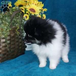 Dollie, Pomeranian Puppy