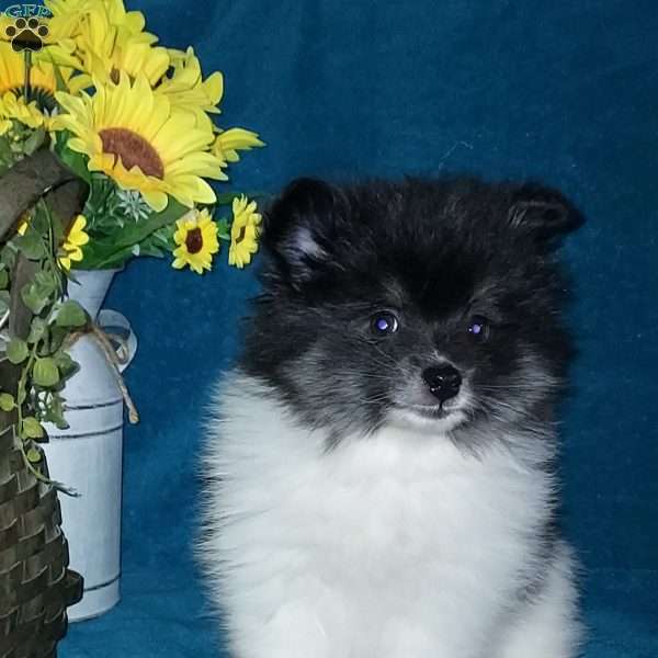 Dollie, Pomeranian Puppy
