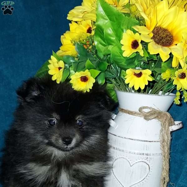 Bitsy, Pomeranian Puppy