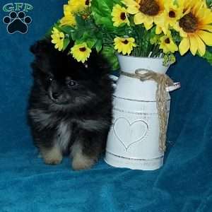 Bitsy, Pomeranian Puppy