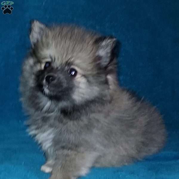 Freddy, Pomeranian Puppy