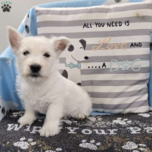 Larry, West Highland Terrier Puppy
