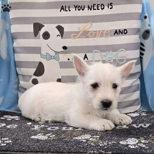 Liam, West Highland Terrier Puppy