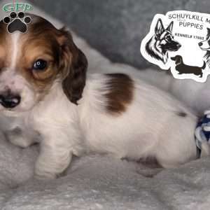 Olaf, Dachshund Puppy