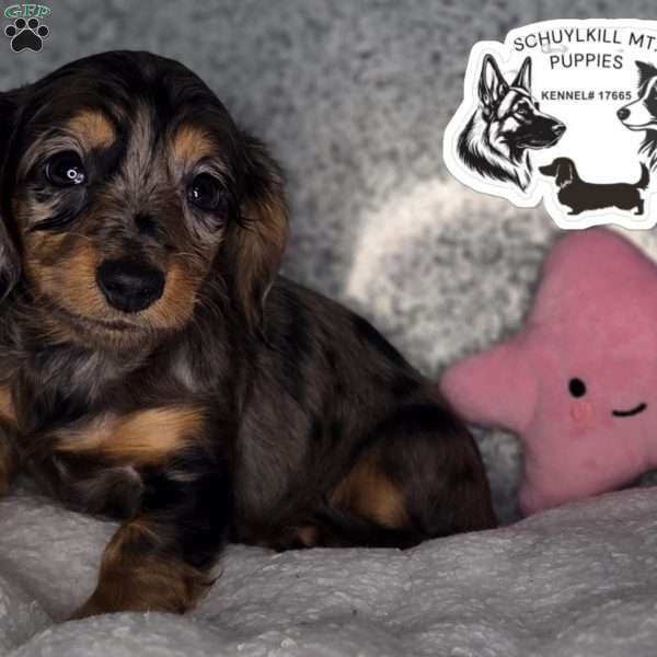 Elsa, Dachshund Puppy