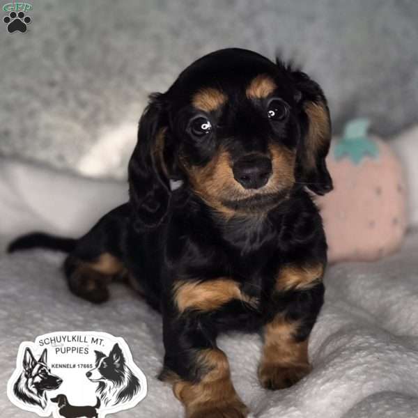 Nora, Dachshund Puppy