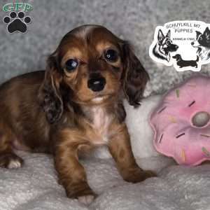 Fay, Dachshund Puppy