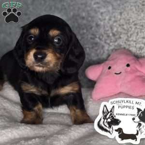 Mabel, Dachshund Puppy