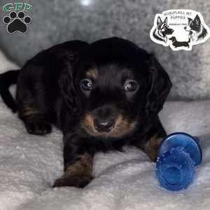 Marvin, Dachshund Puppy