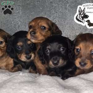 Mabel, Dachshund Puppy