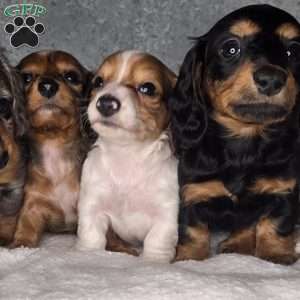 Fay, Dachshund Puppy