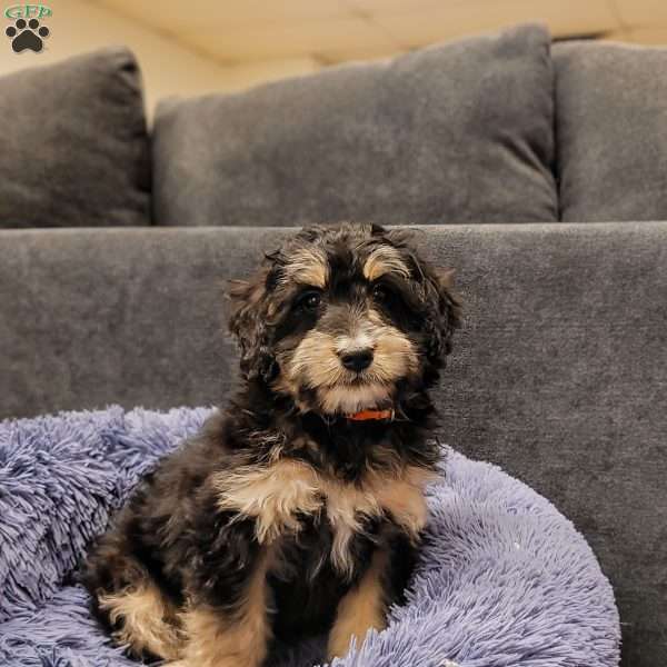 Roxy, Mini Bernedoodle Puppy