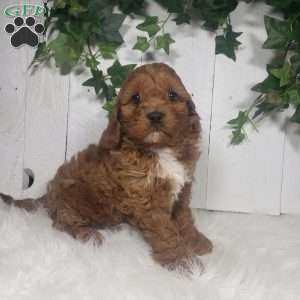 Parker, Cavapoo Puppy
