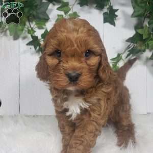 Parker, Cavapoo Puppy