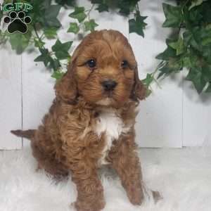 Parker, Cavapoo Puppy