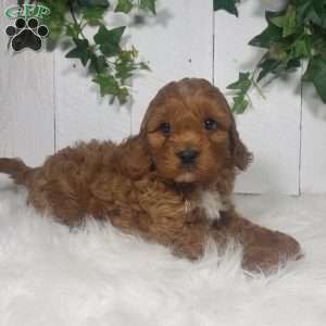 Parker, Cavapoo Puppy