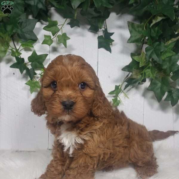 Parker, Cavapoo Puppy