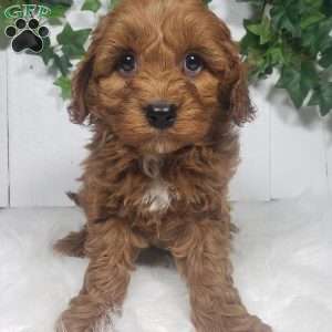 Brett, Cavapoo Puppy