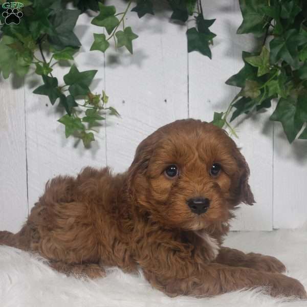 Brett, Cavapoo Puppy