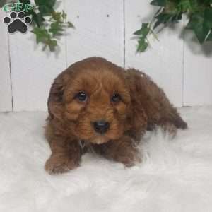 Brett, Cavapoo Puppy