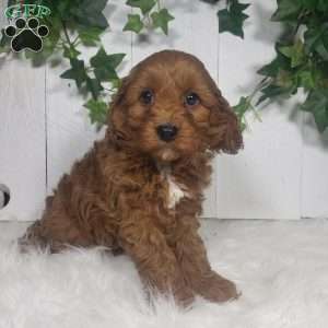 Brett, Cavapoo Puppy