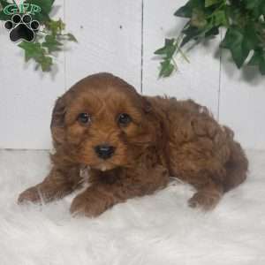 Brett, Cavapoo Puppy