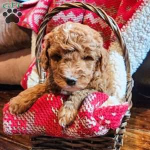 Rusty, Mini Goldendoodle Puppy