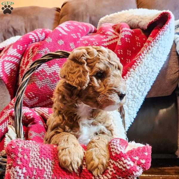 Rusty, Mini Goldendoodle Puppy