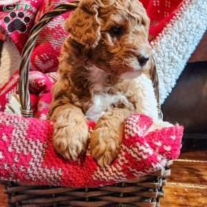 Rusty, Mini Goldendoodle Puppy