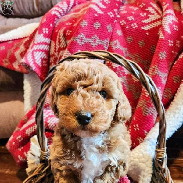 Apollo, Mini Goldendoodle Puppy