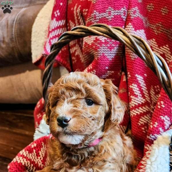 Bruno, Mini Goldendoodle Puppy