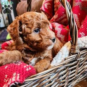 Bruno, Mini Goldendoodle Puppy