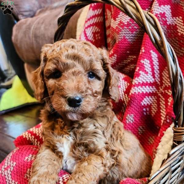 Mocha, Mini Goldendoodle Puppy