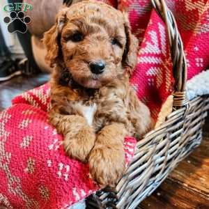Mocha, Mini Goldendoodle Puppy
