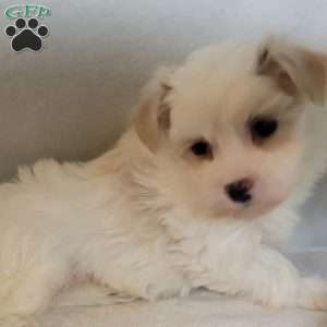 Darling, Havanese Puppy