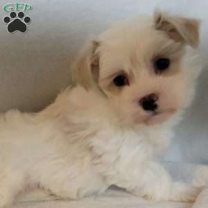 Darling, Havanese Puppy
