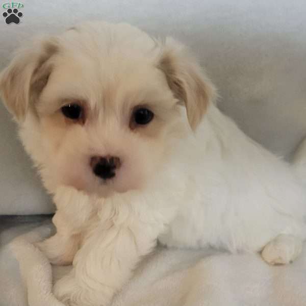 Darling, Havanese Puppy