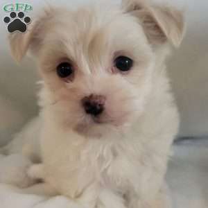 Demi, Havanese Puppy
