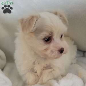 Demi, Havanese Puppy