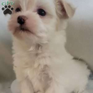 Demi, Havanese Puppy