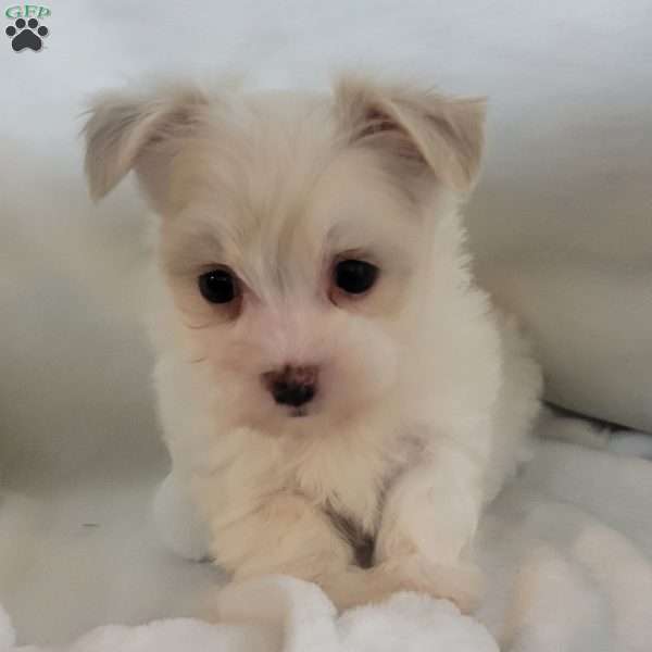 Demi, Havanese Puppy