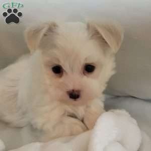 Demi, Havanese Puppy