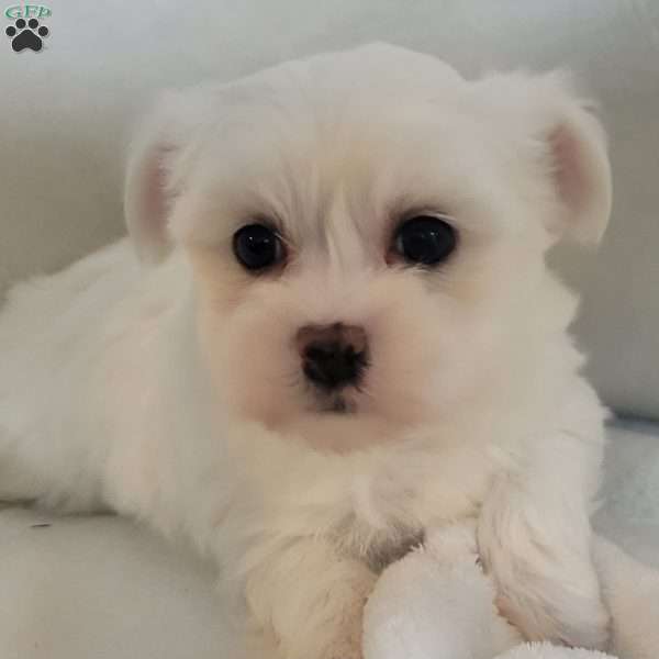 Dach, Havanese Puppy