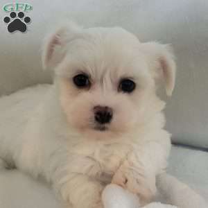 Dach, Havanese Puppy