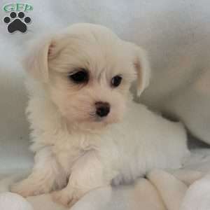 Dach, Havanese Puppy