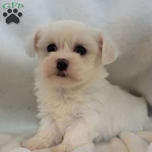 Dach, Havanese Puppy
