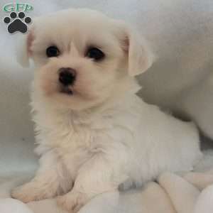 Dach, Havanese Puppy