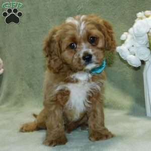 King, Cavapoo Puppy
