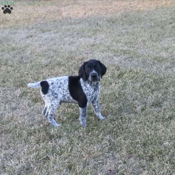 River, German Shorthaired Pointer Puppy