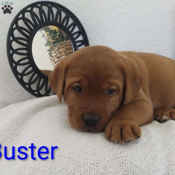 Buster, Fox Red Labrador Retriever Puppy